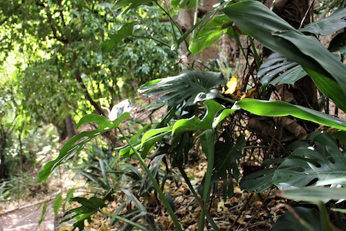 Végétation jardin botanique Val Rameh