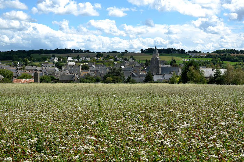 Field of Saracen (Fagopyrum esculentum) in front of the village of saint Suliac, in august, Britanny,France. Gerberoy Impasse Vidame